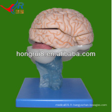 Modèle avancé de cerveau en PVC, modèles de cerveau anatomique